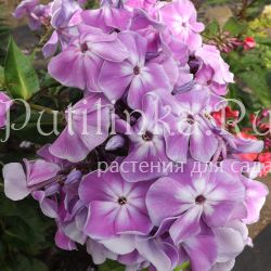 Флокс метельчатый Морская звезда (Егорова В)*