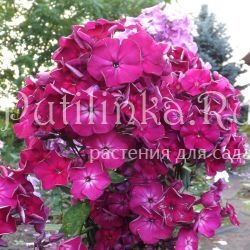 Флокс метельчатый Московские Рубины (Егорова В)*