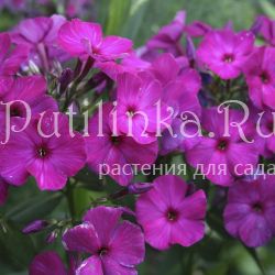 Флокс метельчатый Пурпур (Егорова В)*