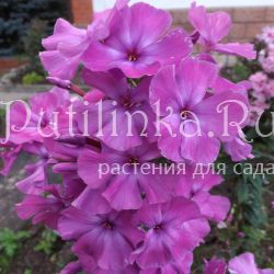 Флокс метельчатый Робинзон (Егорова В)*