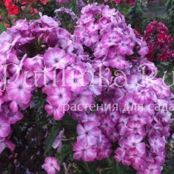 Флокс метельчатый Флора (Егорова В)*