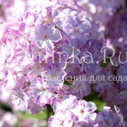 Флокс метельчатый Курочка Ряба (Долженко А.)
