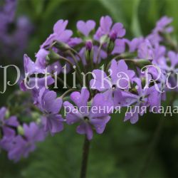 Примула отклонённая (Primula patens)