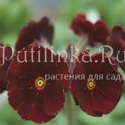 Примула полиантовая Garnet Cowichan (Primula Garnet Cowichan)