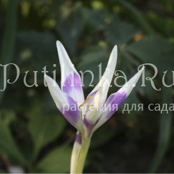 Безвременник Арлекин (Colchicum Harlekijn)