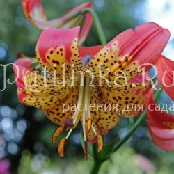 Лилия Фьюжн