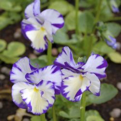 Фиалка рогатая Rebecca (Viola cornuta Rebecca)