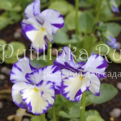 Фиалка рогатая Rebecca (Viola cornuta Rebecca)