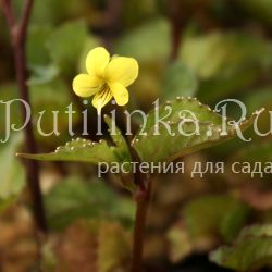 Фиалка (Viola brevistipulata ssp. hidakana)