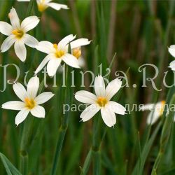 Сисюринхий узколистый Alba (Sisyrinchium angustifolium Alba)