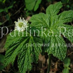 Гидрастис, желтоцвет канадский (Hydrastis canadensis)