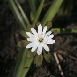 Анемона Радде (Anemone raddeana)