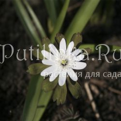 Анемона Радде (Anemone raddeana)