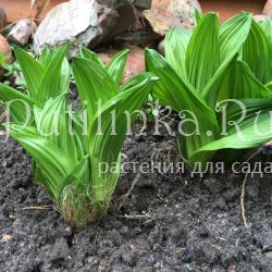 Чемерица красивая (Veratrum formosanum)