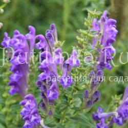 Шлемник байкальский (Scutellaria Baicalensis)