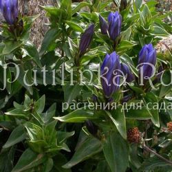 Горечавка Парри (Gentiana parryi)