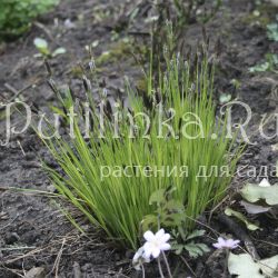 Осока горная (Carex montana)