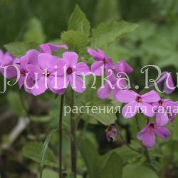 Флокс столоносный, побегоносный Pink Ridge (Phlox stolonifera Pink Ridge)