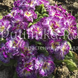 Примула Belarina Candy Frost (Primula Belarina Candy Frost)