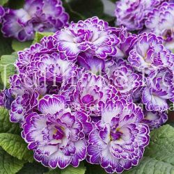 Примула Belarina Lively Lilac (Primula Belarina Lively Lilac)