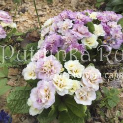 Примула Belarina Pink Champagne (Primula Belarina Pink Champagne)