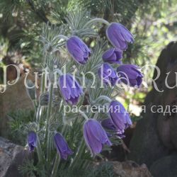 Прострел колокольчатый (Pulsatilla campanella)