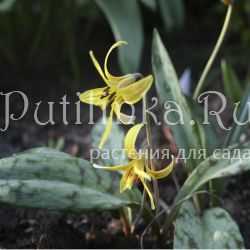 Кандык американский (Erythronium americanum)