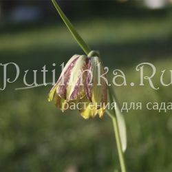 Рябчик курдский (Fritillaria crassifolia)