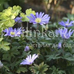 Анемона бланда Blue Shades (Anemone blanda Blue Shades)