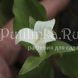 Триллиум камчатский (Trillium camschatcense)