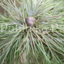 Пион тонколистный с красными стеблями (Paeonia tenuifolia f. Red)