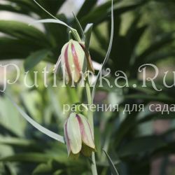 Рябчик Гусих (Fritillaria gussichiae)