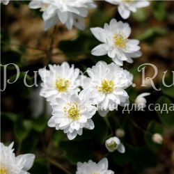 Анемонелла василистниковая Double White (Anemonella thalictroides Double White)