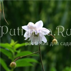 Анемонопсис (Anemonopsis macrophylla Flore Pleno)