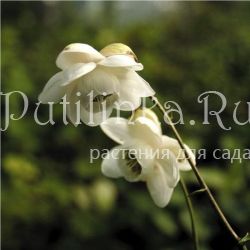 Анемонопсис (Anemonopsis macrophylla White flower form)