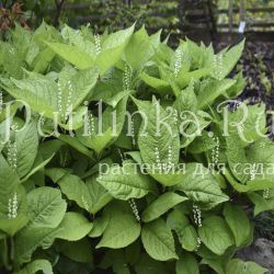 Хлорант пильчатый (Chloranthus serratus)