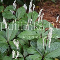Хлорант сидячецветковый (Chloranthus sessilifolius)
