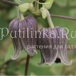 Клематис Fusca (Clematis fusca)