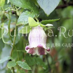 Кодонопсис ланцентный (Codonopsis lanceolata)