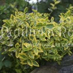 Бересклет Форчуна (Еuonymus fortunei)