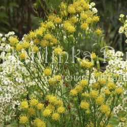 Астра льновидная, солонечник льновидный (Aster linosyris)