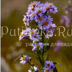 Астра татарская (Aster tataricus)