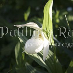 Башмачок крупноцветковый Alba (Cypripedium Macranthos)