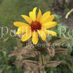 Гелиопсис Summer Pink (Heliopsis Summer Pink)