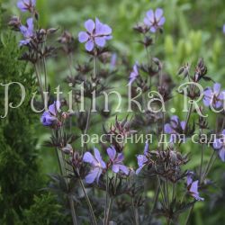 Герань луговая Hokus Pokus (Geranium pratense Hokus Pokus)