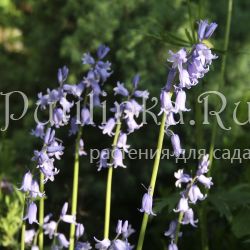 Гиацинтелла  (Hyacinthoides  Hispanica)