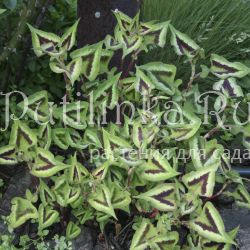 Горец мелкоголовый Purple Fantasy (Persicaria microcephala Purple Fantasy)