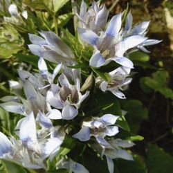 Горечавка семираздельная бело-голубая (Gentiana x septemfida)