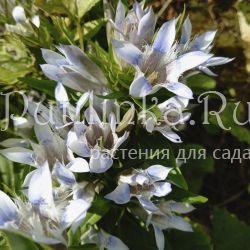 Горечавка семираздельная бело-голубая (Gentiana x septemfida)