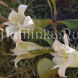 Горечавка семираздельная Alba (Gentiana septemfida Alba)